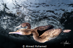 Socotra Cormorant by Ahmed Mohamed 